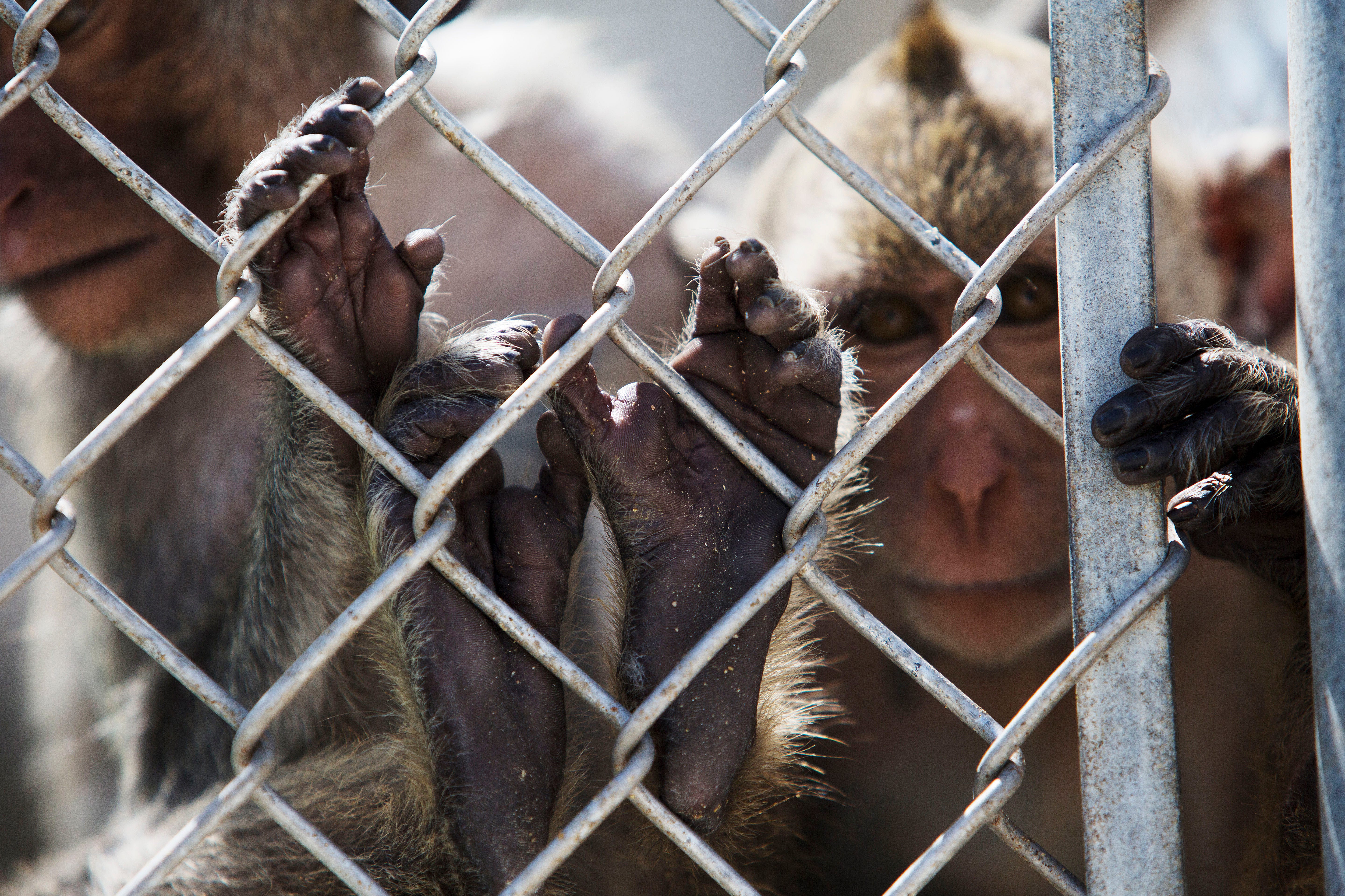 primate veterinarian near me